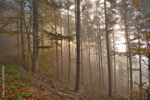 Nebel im herbstlichen Wald in der Ortenau © Tanja Voigt 