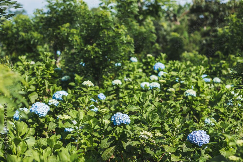 Growing blue hydrangeas blooming flowers in the garden. Green plant background. Plantation and gardening. Growing blue hydrangeas blooming flowers in the garden. Green plant background. Plantation and gardening.