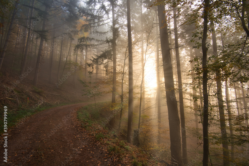 Fototapeta premium Sonnenstrahlen im herbstlichen Schwarzwald