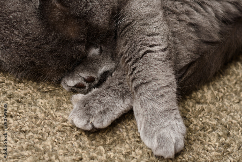 Obraz premium Domestic animals and pets concept. Adorable grey british straight cat is sweetly sleeping, hiding nose between paws. Pets store illustration
