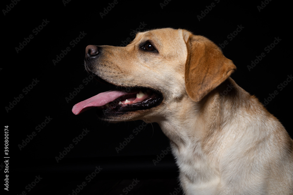 Portrait of a Labrador Retriever dog on an isolated black background. Portrait of a Labrador Retriever dog on an isolated black background.