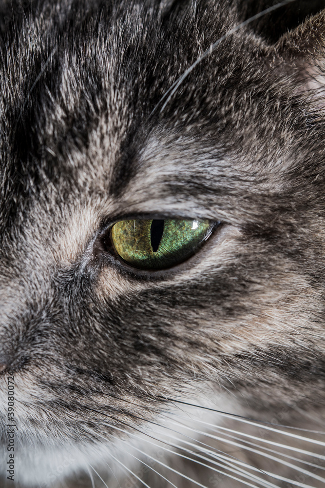 close up cats face close up cats face