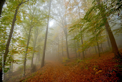 Nebel im herbstlichen Wald in der Ortenau