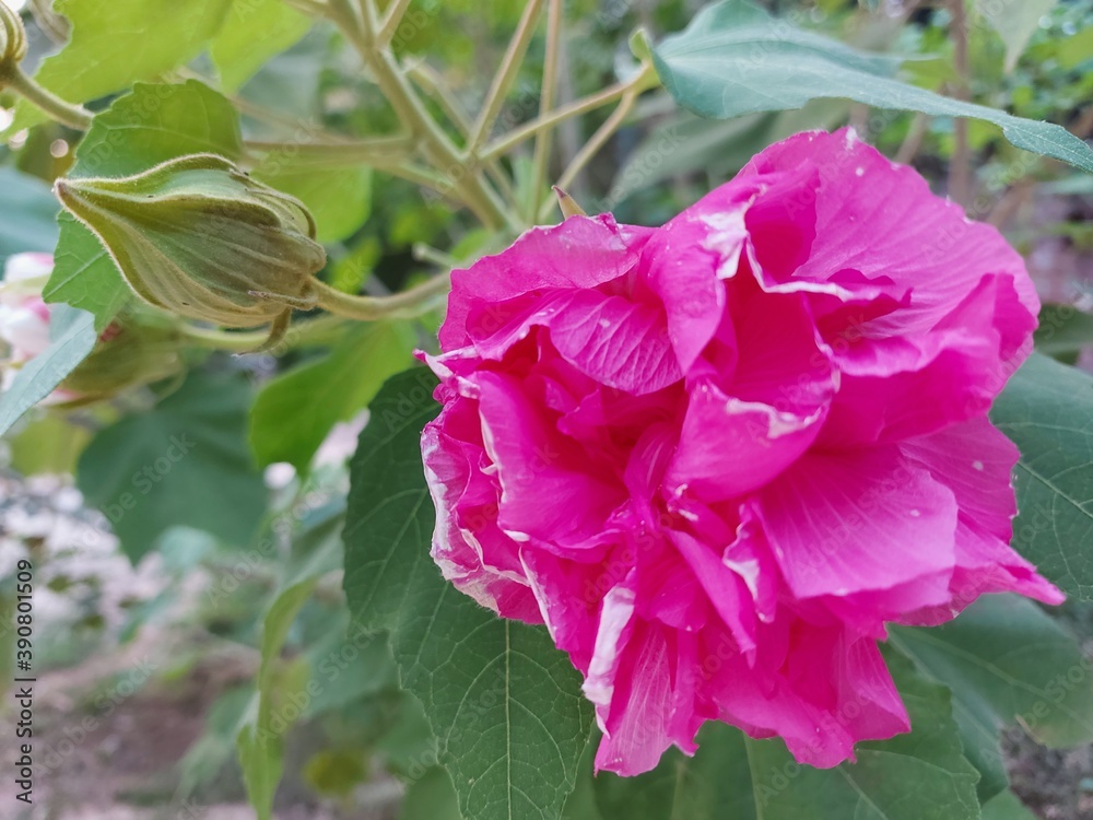 Fototapeta premium pink rose flower