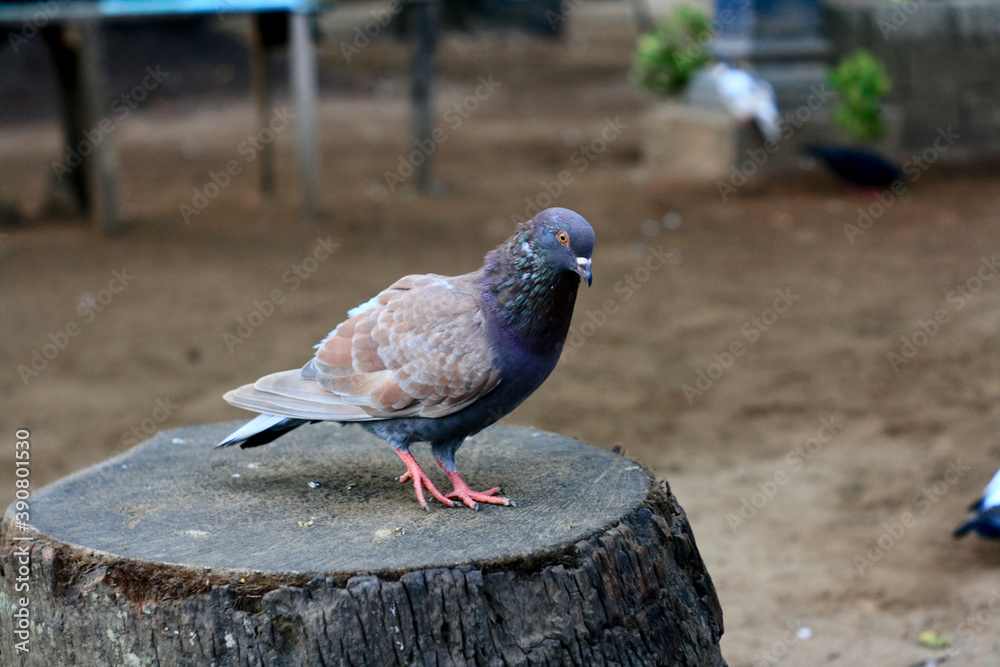 Fototapeta premium pigeon in the park