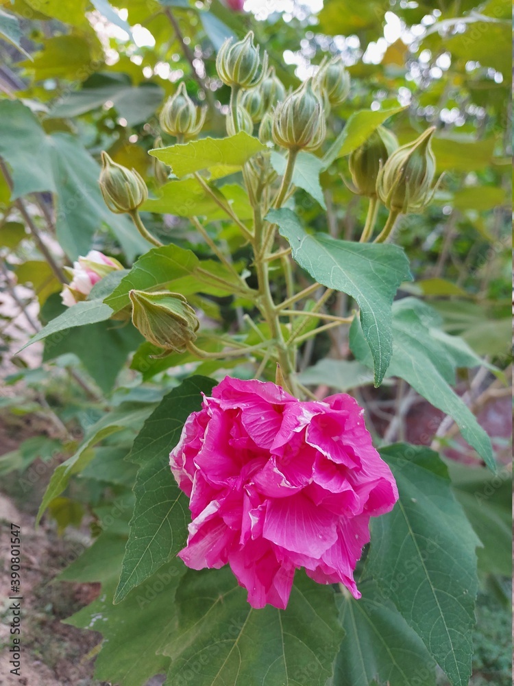 Obraz premium pink rose bush