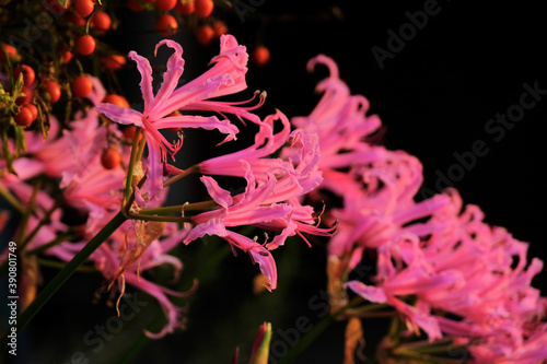 Un gruppo di nerine sarniensis rosa. photo