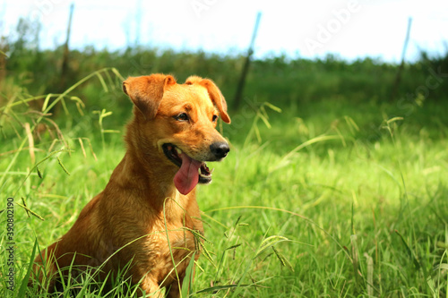 BUENOS AIRES, ARGENTINA - Nov 20, 2017: A beautiful dog standing in a green field in Argenti photo