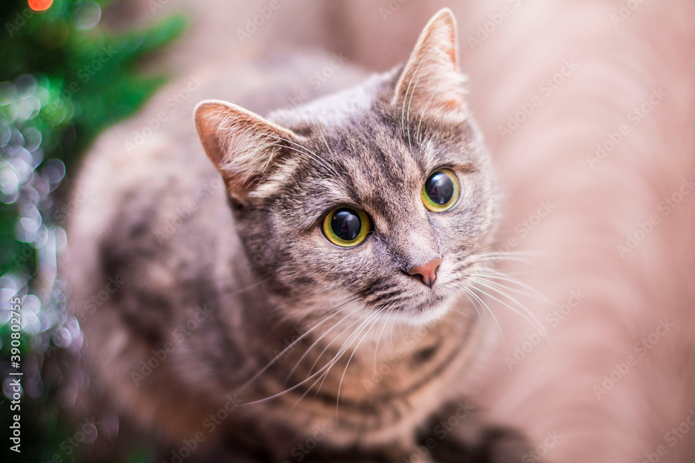 close up cat portrait