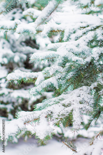 Christmas tree branches in the snow © оксана савоськина