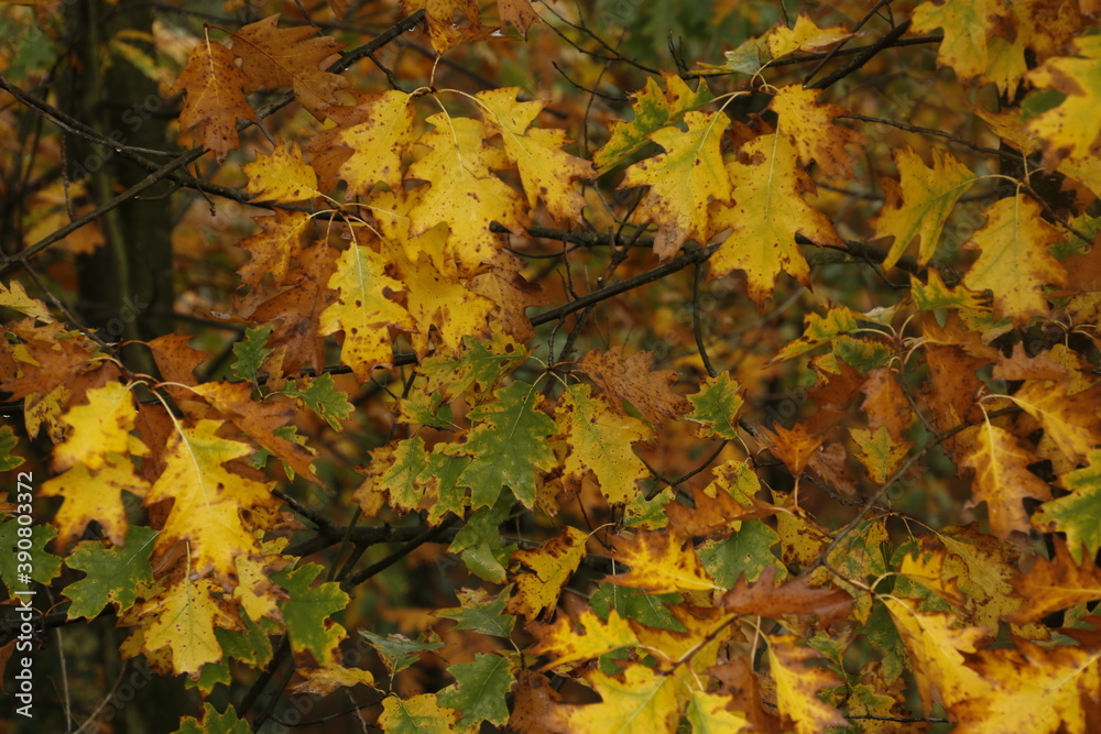 Background of leaves in autumn colors Background of leaves in autumn colors