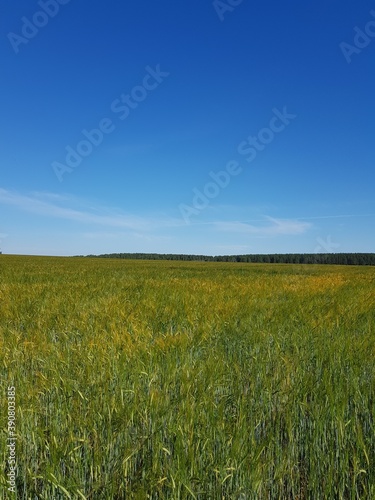 Green ears of wheat in the field © kos1976