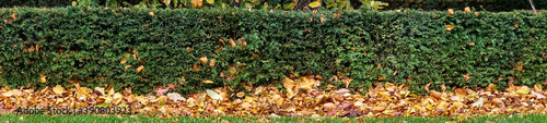 Beautiful autumn panorama of yew (Taxus baccata) hedge with fallen orange leaves on campus of University College Dublin, Ireland