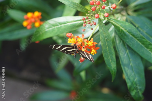Butterfly on flower