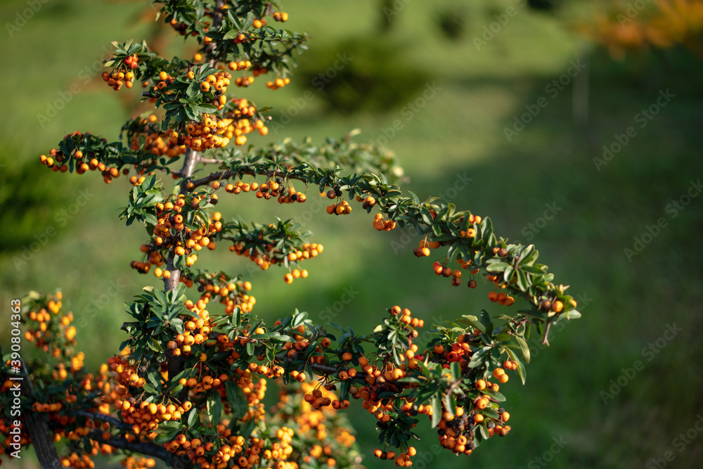 Shrub with orange ginger berries, beautiful autumn background and landscape Shrub with orange ginger berries, beautiful autumn background and landscape