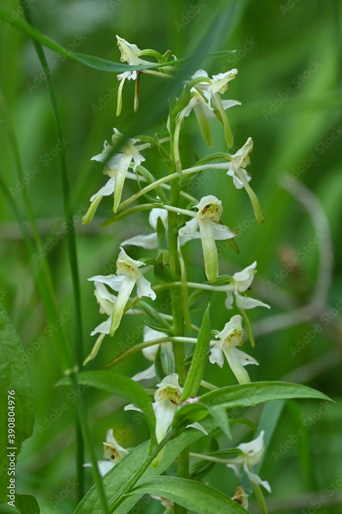 Geo-Pfad bei Achenkirch nördlich vom Guffert