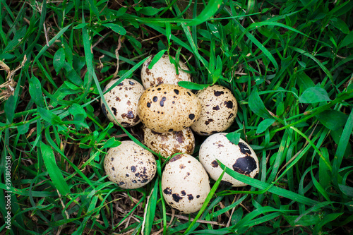 quail eggs on the grass