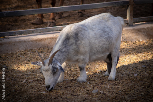 goat in the farm