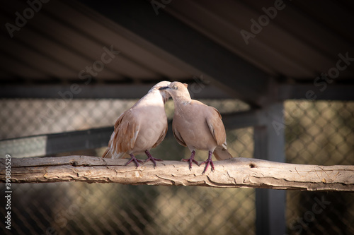 pigeons on a branch