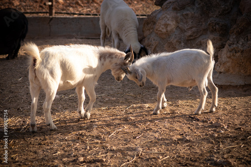 two goats on the farm
