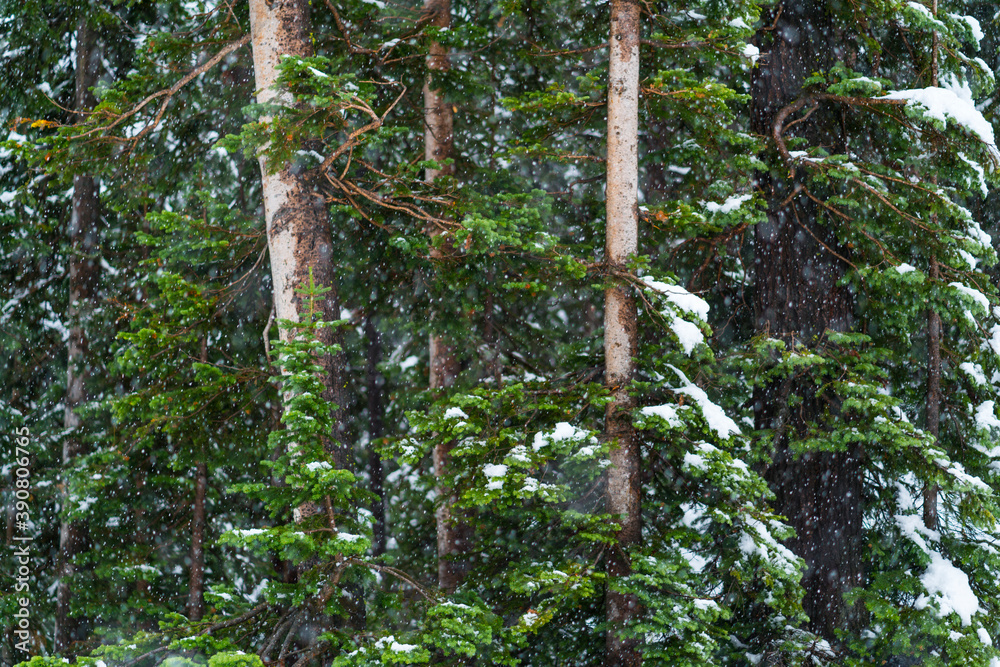 Fototapeta premium Snowing, Kepler Cascades, Yellowstone National Park, Unesco World Heritage Site, Wyoming, Usa, America