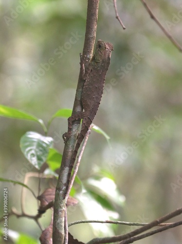 Mimic of Chameleon on The Tree with Rain Forest