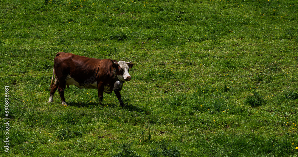Brown mountain cows grazing on an alpine pasture in the Bernese Alps in summer. Grindelwald, Switzerland. There is a green meadow in the background and some high mountains. Brown mountain cows grazing on an alpine pasture in the Bernese Alps in summer. Grindelwald, Switzerland. There is a green meadow in the background and some high mountains.