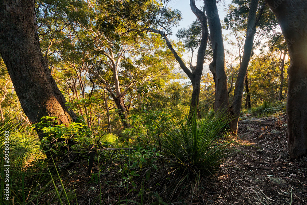 Fototapeta premium Sunrise on Blackwall Mountain on NSW Central Coast