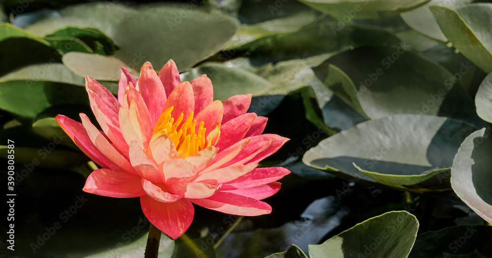 Bud of the blooming beautiful coral lily Bud of the blooming beautiful coral lily