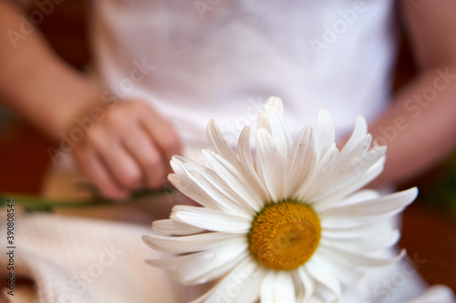 Chamomile in children s hands. A big white flower in the hands of a little girl. High quality photo