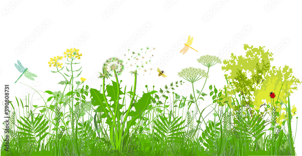 grüne Gräser, Pflanzen und Kräuter mit Insekten