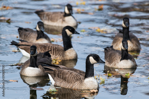 Common waterfowl of Colorado. Cackling Geese swimming in a lake.