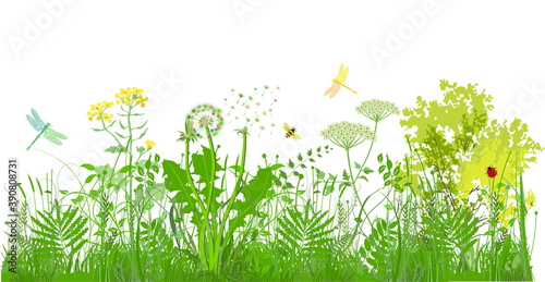 grüne Gräser, Pflanzen und Kräuter mit Insekten photo