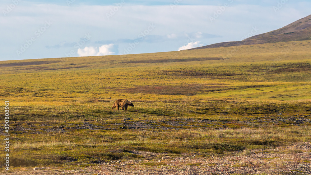Brown bear (Ursus arctos) in the tundra in the Arctic. A brown bear walks along the slope of the hill. A wild animal in its natural habitat. Wildlife of Chukotka and Siberia. Far East of Russia. Brown bear (Ursus arctos) in the tundra in the Arctic. A brown bear walks along the slope of the hill. A wild animal in its natural habitat. Wildlife of Chukotka and Siberia. Far East of Russia.