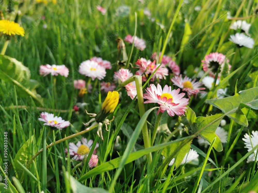 flowers in the grass flowers in the grass
