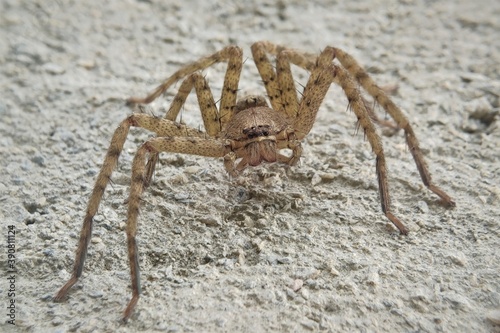 Heteropoda venatoria is a species of spider in the family Sparassidae, the huntsman spiders. It is native to the tropical regions of the world, and it is present in some subtropical areas as an introd photo