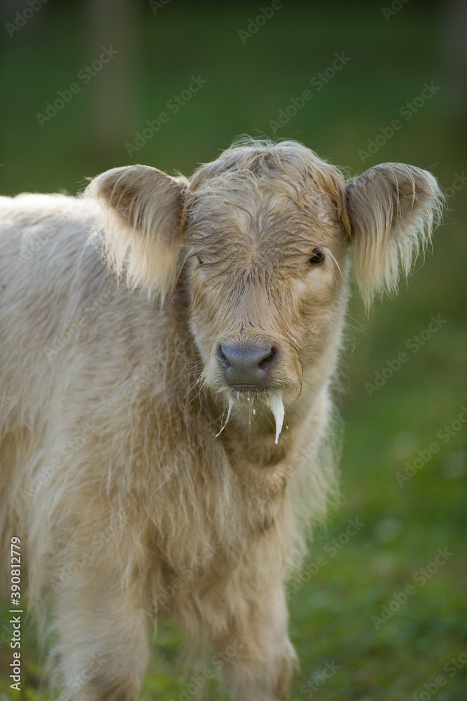 baby scottish highland cow calf with milk dripping from its mouth hairy ears and cute face backlit blonde color close up calf portrait baby scottish highland cow calf with milk dripping from its mouth hairy ears and cute face backlit blonde color close up calf portrait