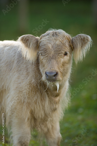 baby scottish highland cow calf with milk dripping from its mouth hairy ears and cute face backlit blonde color close up calf portrait