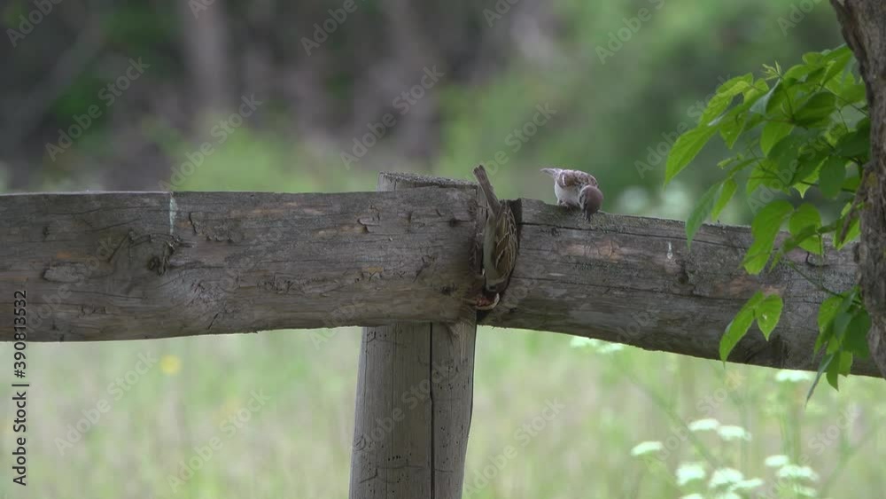 sparrows looking for food in a wooden fence, countryside.