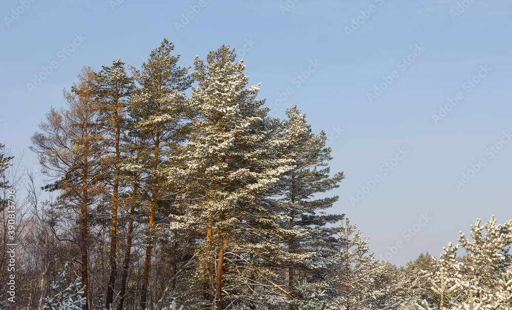 winter forest glade in a snow, outdoor sesonal background winter forest glade in a snow, outdoor sesonal background