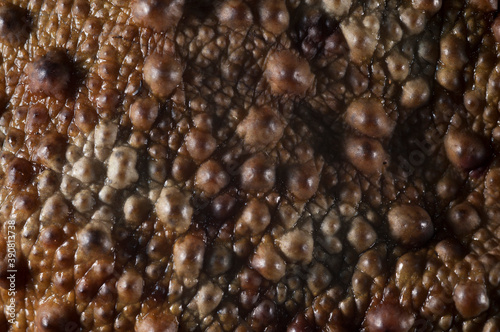 Skin of a common toad (Bufo bufo), Tuscany, Italy.
