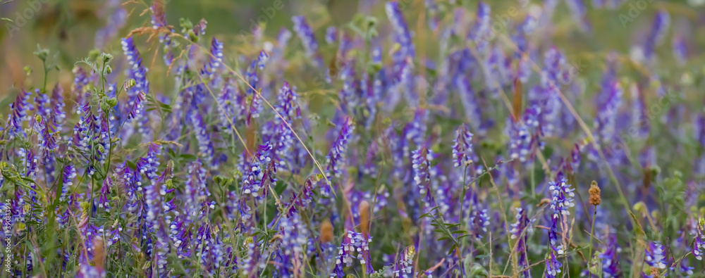 Obraz premium closeup violet prairie flowers in a grass, natural background