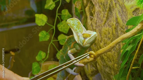 wildlife exotic - trying to feed chameleon bodyshot photo