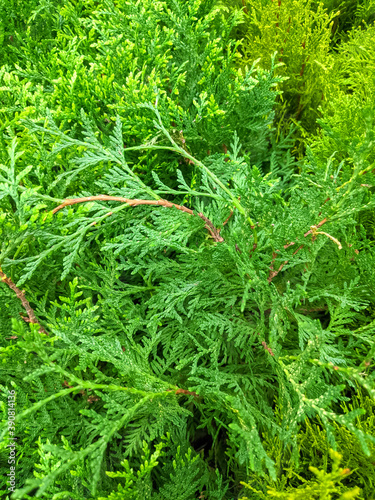 thuja branches close-up. mobile photo