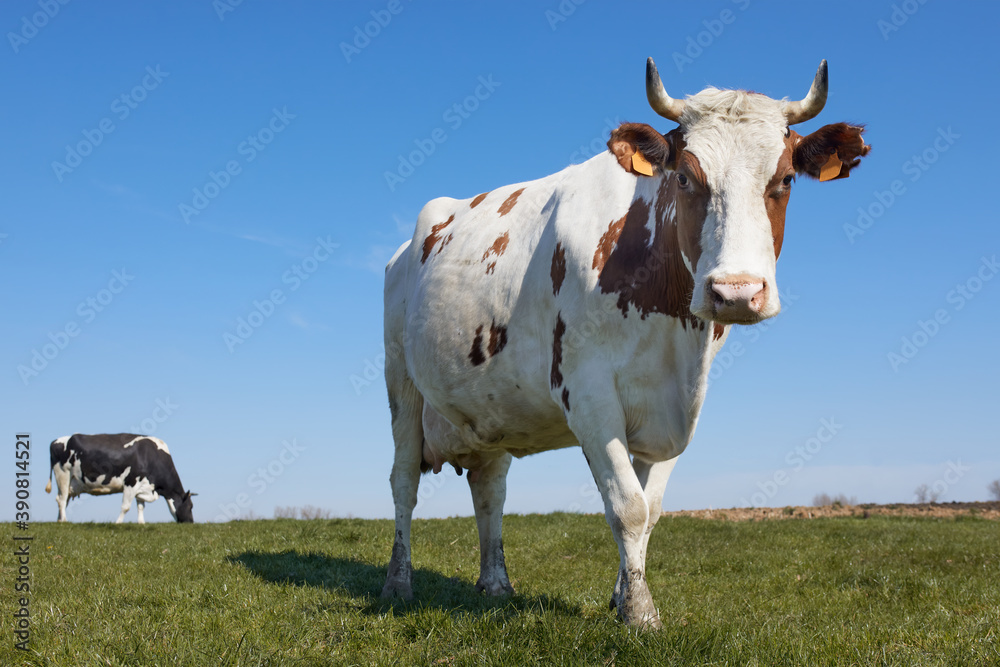 Brown white milk cow in the meadow isolated against blue sky