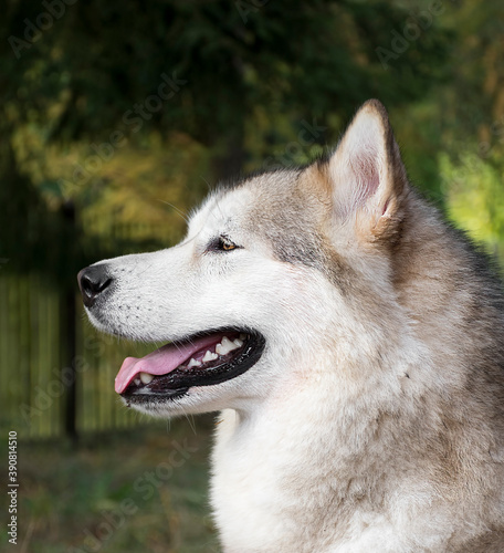A side portrait of fluffy Alaskan Malamute girl. Furry human friend with big scary teeth  pink wet tongue and a friendly smile. Northern breed dog.