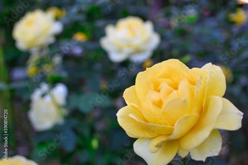Yellow Rose in Satomi Patk photo