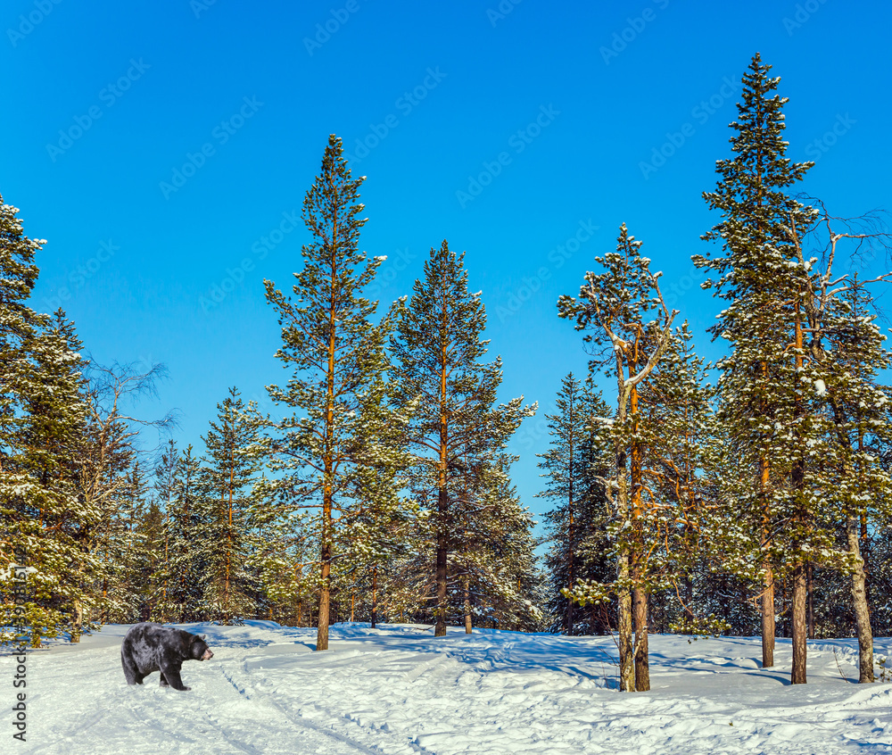 Powerful bear walks through a snowy forest Powerful bear walks through a snowy forest