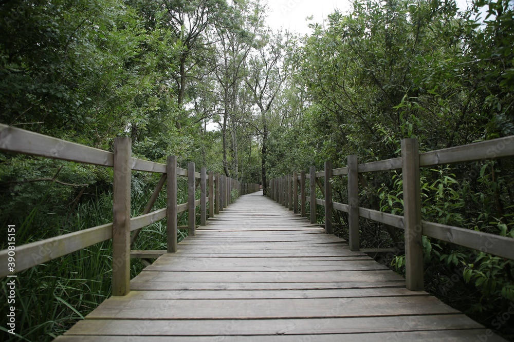 Wooden Walkway through the forest