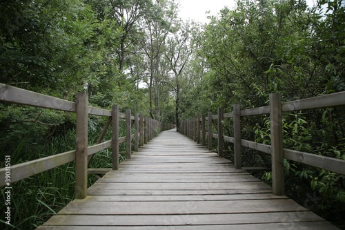 Wooden Walkway through the forest